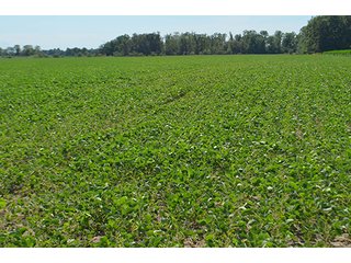 Property photo 124 - LAND AUCTION - 215+/- ACRES OFFERED IN 6 TRACTS IN VAN WERT COUNTY, OHIO